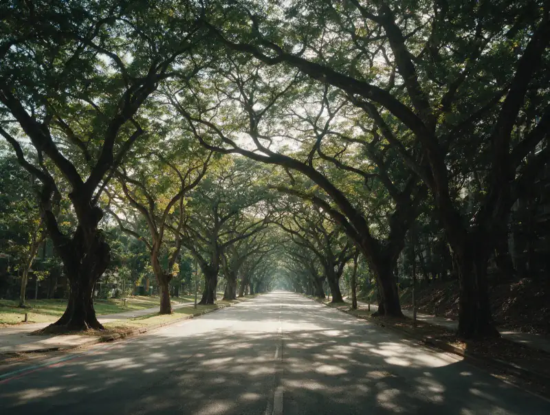 Tree-lined avenue evoking the quiet streets of U-Thant
